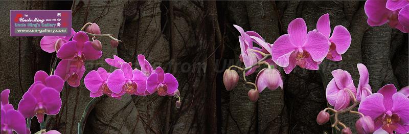 orchid_compose2_xl preview.jpg